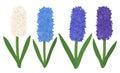 Set colored hyacinths flowers. Botanical colourful vector illustration Royalty Free Stock Photo